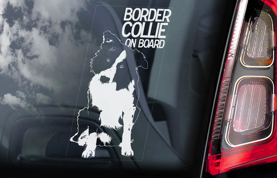 Border Collie - v01