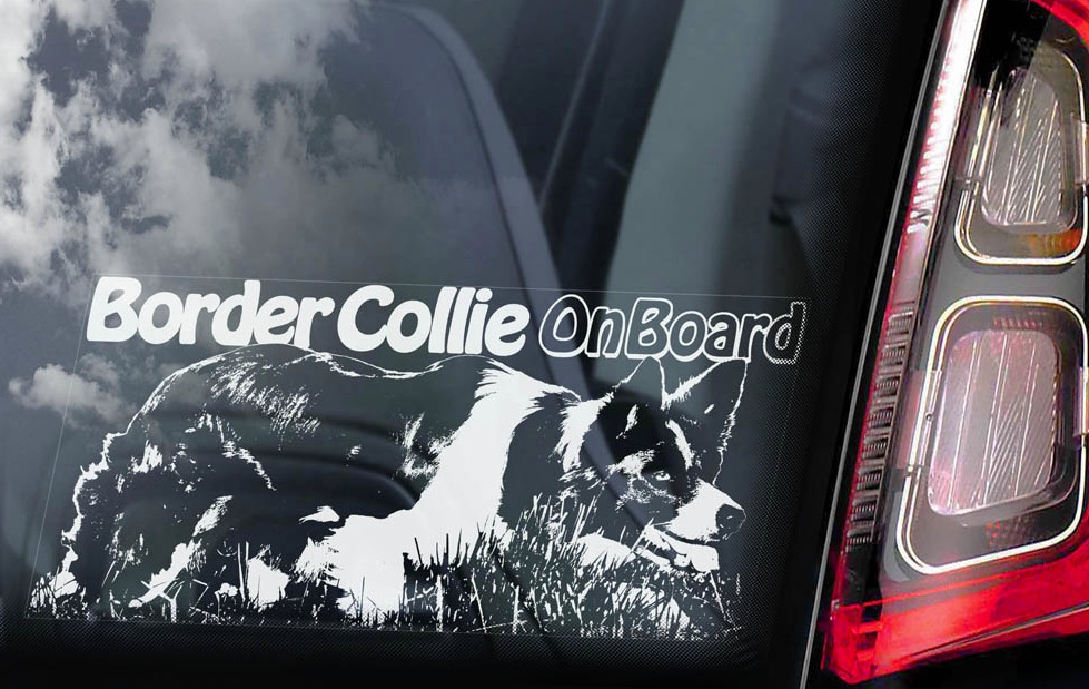 Border Collie - v02