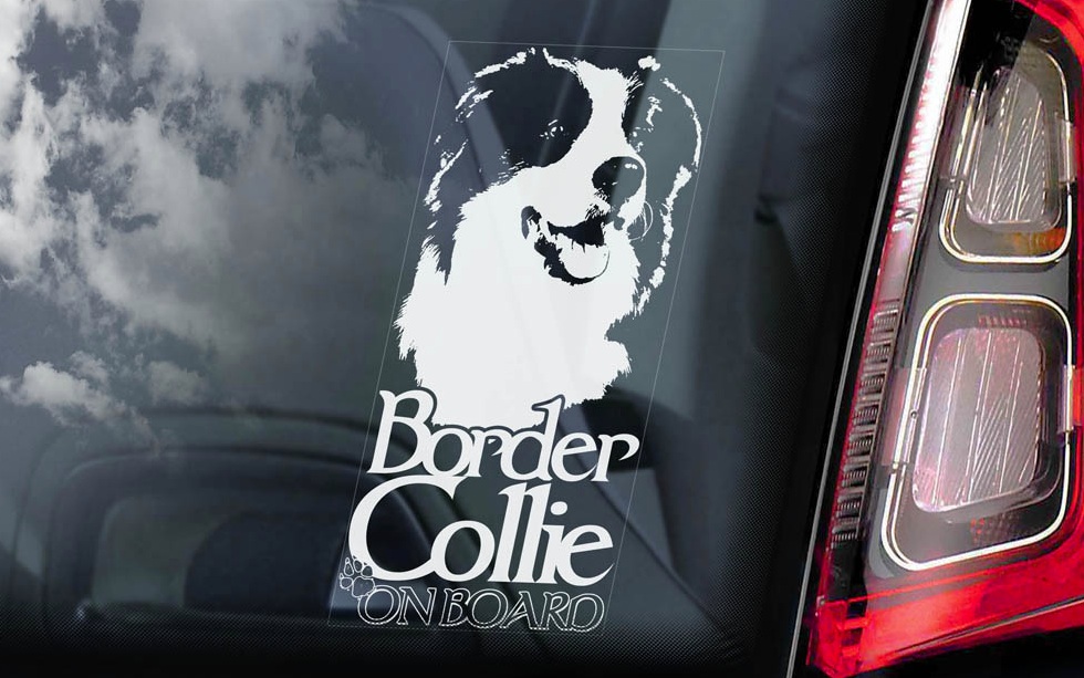 Border Collie - v04