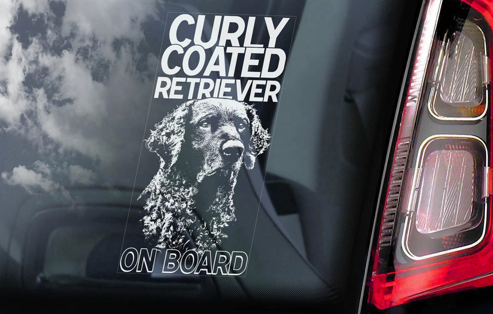 Curly Coated Retriever
