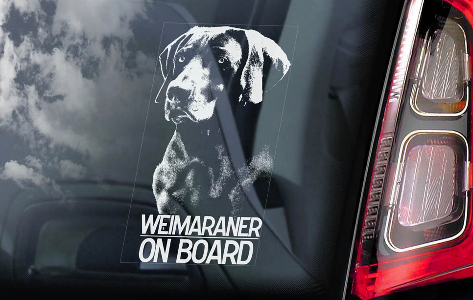 Weimaraner - v01