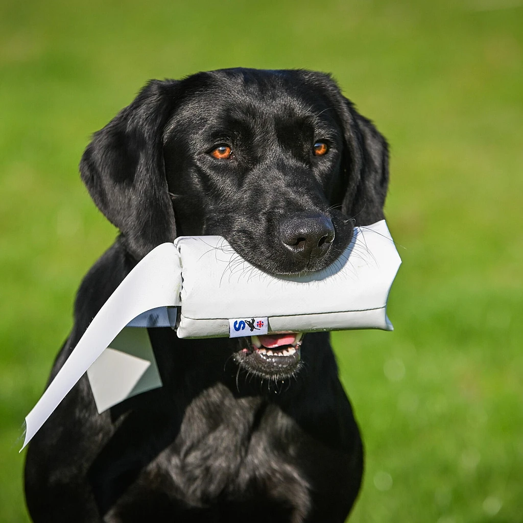 pvc-launcher-dummy-hvit environment